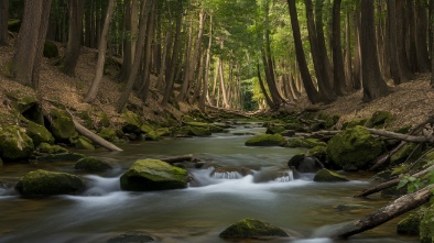 forest creek